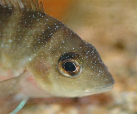 Bass fishing guides, like myself, are sometimes accused of acting like we own the lake. Fish Disease Index: Ichthyophthirius multifiliis ...