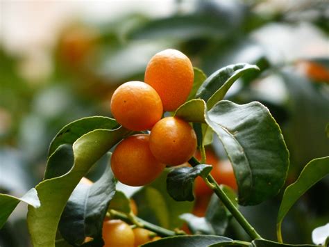 Free Images Tree Branch Fruit Flower Food Produce Evergreen