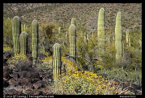 Picturephoto Cluster Of Young Saguaro Cacti In The Spring Sonoran