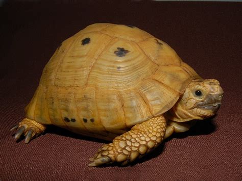 Golden Greek Tortoise For Sale The Turtle Source