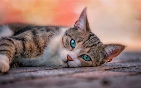 Hd Cat Wallpapers 64 Images