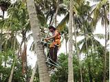 Images of Palm Climbing Equipment
