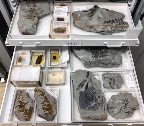 Petrified Forest National Park Curates New Species In The Museum