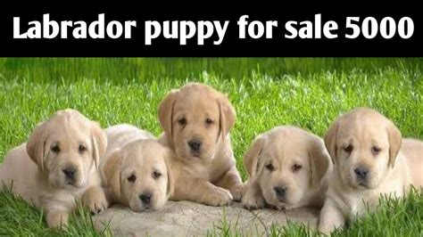 How Much Do White Lab Puppies Cost White Labrador Retriever Puppies