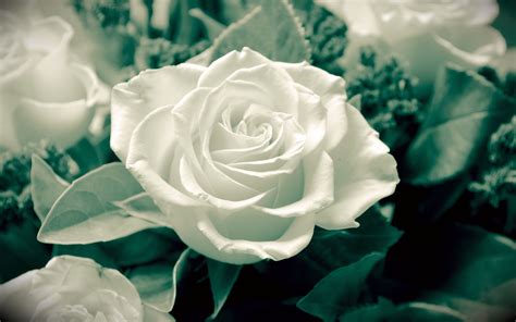 Lovely White Rose Nature Popular Flowers Hd Wallpaper 90715