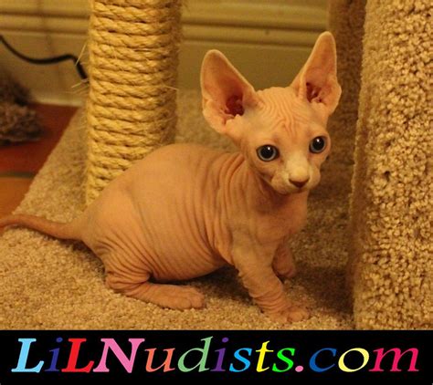 Bambino And Sphynx Hairless And Dwarf Cats And Kittens Baby Animals Dwarf