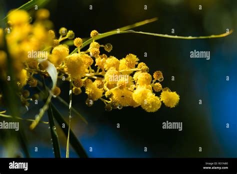 Mimosa Or Golden Wattle Tree Acacia Saligna In Flower Hi Res Stock
