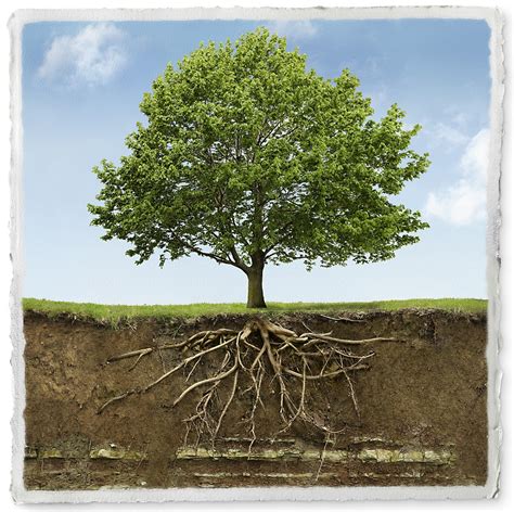 Tree Roots Communication Arts