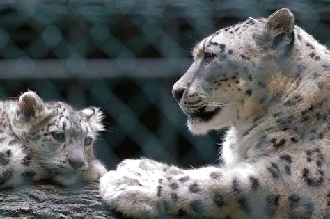 Pictures Of Snow Leopards Popsugar Pets