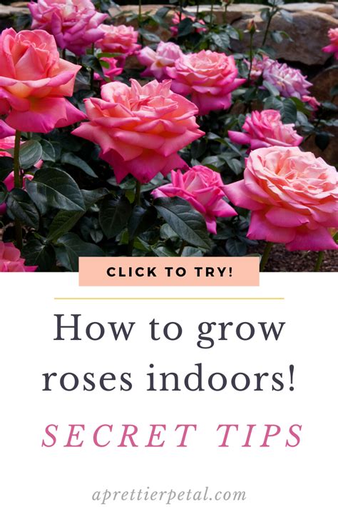 Heres To To Grow Roses Indoors Fill Your Home With Bursts Of Happy