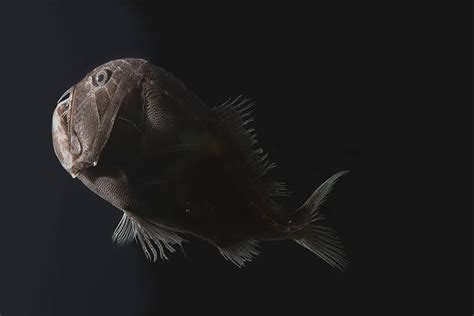 How Ultra Black Fishes Camouflage In Deep Sea Atomstalk