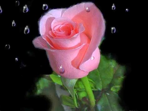 Most Beautiful Pink Love Roses Flowers Online Delivery Pink Love Rose