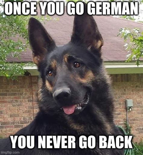 Black German Shepherd Meme Captions Trend