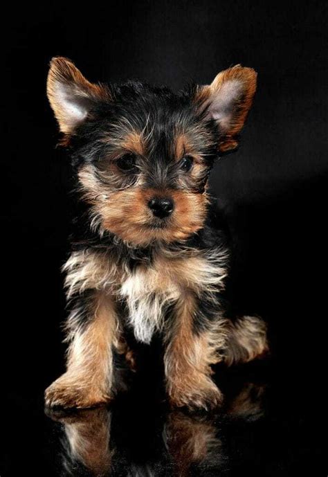 13 Things You Need To Know About The Teacup Yorkie Your Dog Advisor