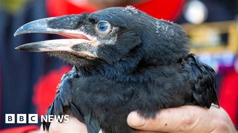 tower of london welcomes first raven chicks in 30 years