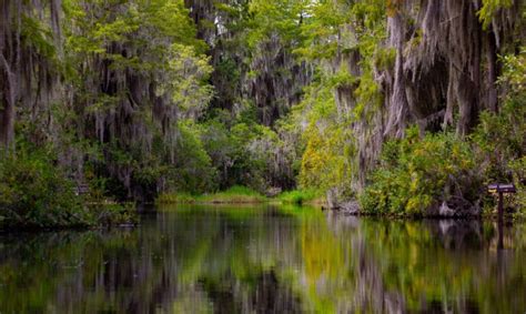 Visiting The Okefenokee Swamp Gorp