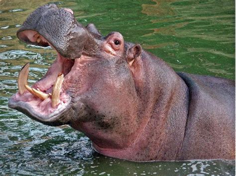 Hippopotamus Showing His Deadly Teeth Hippoworlds