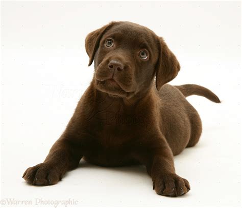 Dog Chocolate Labrador Retriever Pup Photo Wp16819