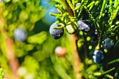 Juniper Berries Plant Free Photo On Pixabay Pixabay