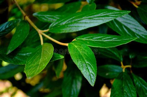 Waxy Dark Green Leaves Of Colubrina Arborescens In Macro View Stock