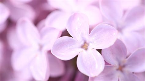1920x1080 1920x1080 Flowers Spring Petals Purple Lilac