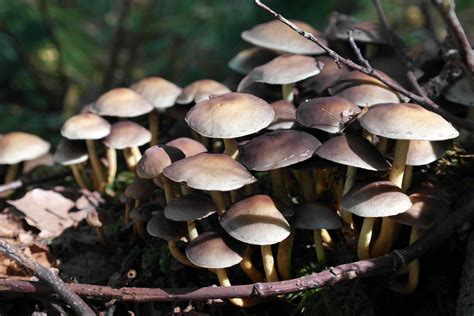 Free Images Nature Forest Autumn Botany Flora Fauna Fungus