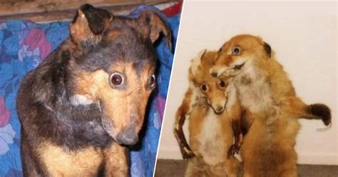 Taxidermy Fails Can Be Funny But Mostly Theyre Just Terrifying 30