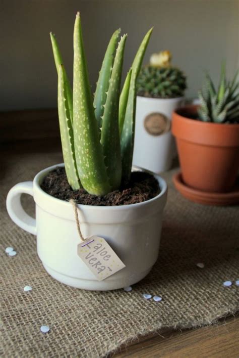Root rot on cannabis can cause some serious issues, in this article we will look at diagnosing the having a good idea of what healthy roots should look like will equip you to spot any problems and fix root rot in hydroponics. Top 10 Houseplants That Will Improve Any Room's Interior