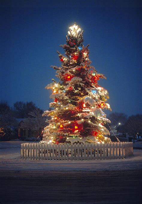 Outdoor Christmas Tree Photograph By Utah Images