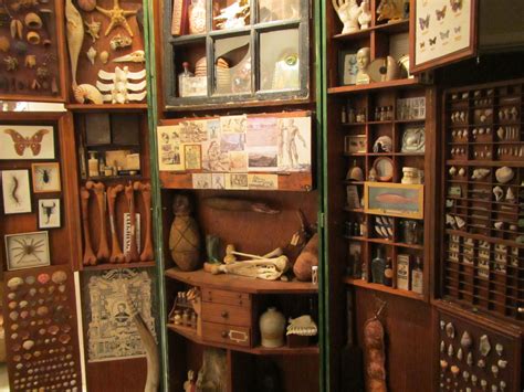 THE CABINET OF CURIOSITY | Cabinet of curiosities, Cabinet of curiosity, Cabinet