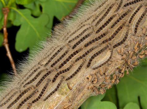 Oak Moth Caterpillar That Causes Rash Is Spreading In Southeast England The Bmj