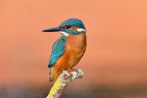 45 Kingfisher Bird Hd Photos Pics All Wallpaper Hd