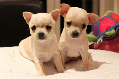 Find local chihuahua puppies for sale and dogs for adoption near you. Guarantee registered chihuahua puppies for adoption now ...