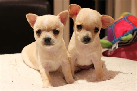 If you rent your home please be sure to get landlord approval prior to adopting. Guarantee registered chihuahua puppies for adoption now ...