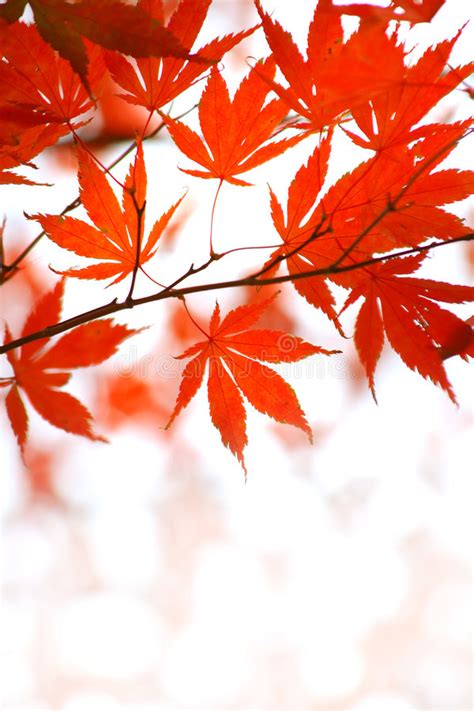 Red Japanese Maple Leaves Stock Image Image Of Maple 7072629