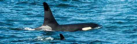 Whale Watching On Orcas Island In The San Juan Islands
