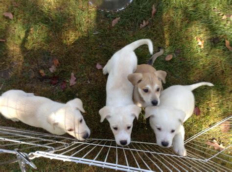 Labrador Retriever Puppies For Sale Houston Tx 248026