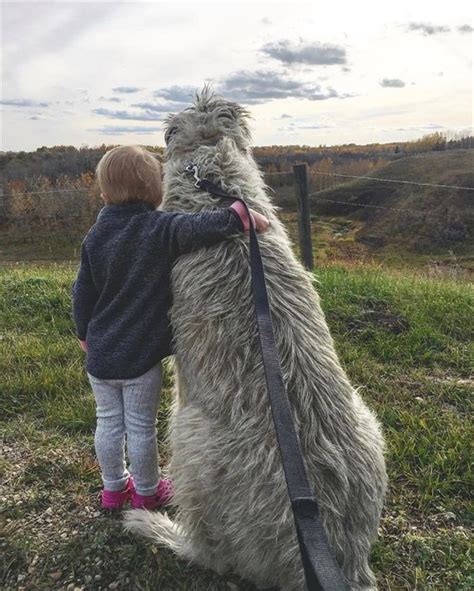 愛爾蘭水獺獵鷸犬，拉布拉多獵犬，英國波音達犬， 英國可卡獵鷸犬，克倫伯獵鷸犬，英國小獵鷸犬， 威斯拉犬，德國短毛波音達犬， 貝吉生犬，尋血獵犬，蘇格蘭狄爾獵犬，挪威糜提， 獵水獺犬，伊比沙獵犬，黑褐獵浣熊犬， 愛爾蘭獵狼犬，羅德西亞背脊犬， 比男友還有安全感! 世界最巨汪汪「愛爾蘭獵狼犬」 成年後身高直接超越一台車 - Fluffy 寵毛孩