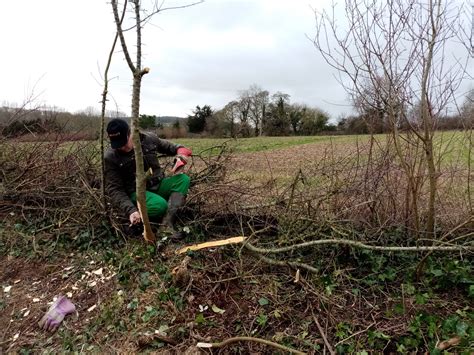 Introduction To Hedge Laying One Day Course Cranborne Chase