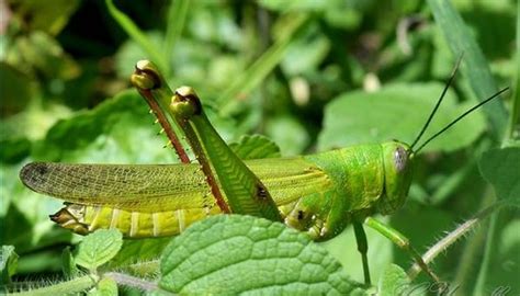 At grasshoppers, we celebrate women's confidence, individuality and authentic lifestyle. Are Grasshoppers Harmful or Helpful? | Sciencing