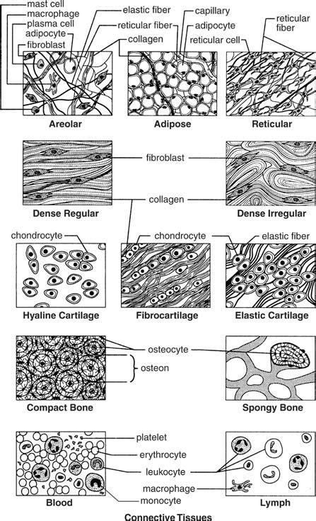 32 Label The Tissue Types Illustrated Here And On The Next Page