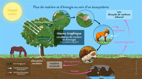 Les écosystèmes Des Interactions Dynamiques Cours 1ere Svt