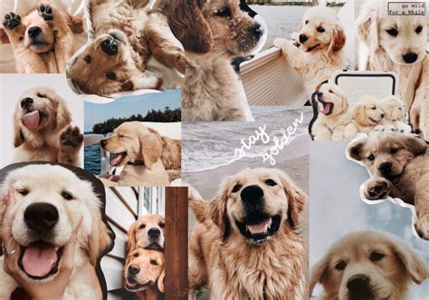 Cute Animal Collage Wallpapers Top Free Cute Animal Collage