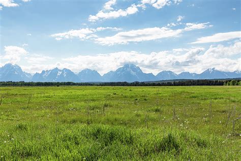 Green Fields With Flowers In Front Of Grand Teton National Park