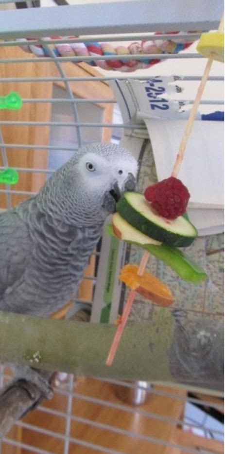 Kabob Parrot Treat - PetDIYs.com | Parrot, Parrot pet ...