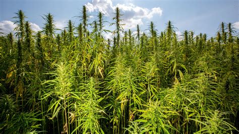 Hemp Is Almost Legal Thanks To The Farm Bill
