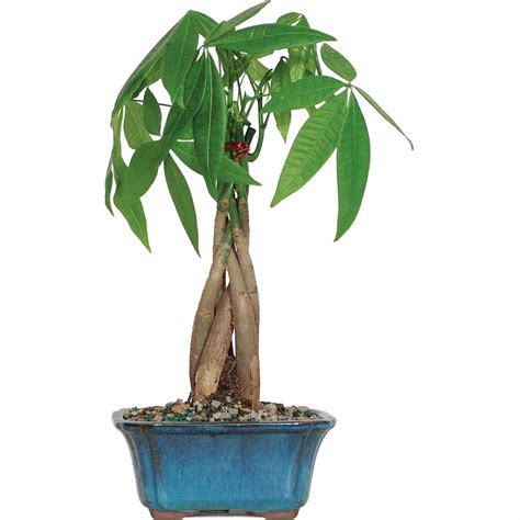 Check spelling or type a new query. Brussel's Money Tree Bonsai - Small - (Outdoor) - Walmart ...