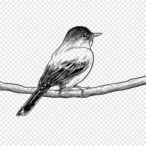 Oiseau Noir Et Blanc Perché Sur Une Branche Darbre Illustration