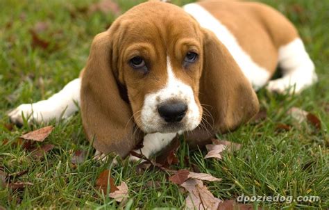 Cute Dogs Cute Basset Hound Dog