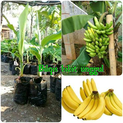 Jual Bibit Pisang Ambon Mini Di Lapak Bilqis Bibit Unggul Bilqisfaiha